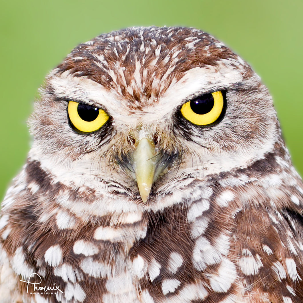 Phoenix - “Burrowing Owl”