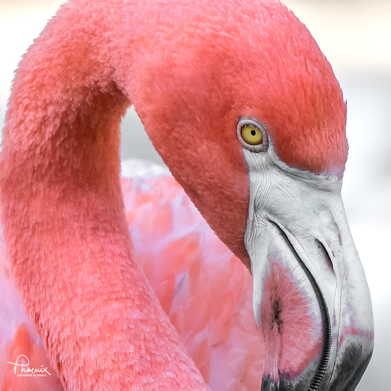 Phoenix - “Flamingo”