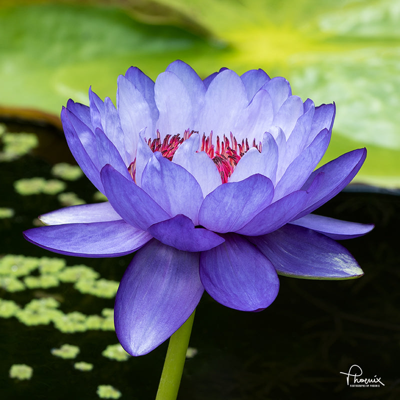 Phoenix - “Purple Water Lily”